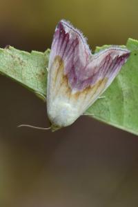 Noctuelle purpurine 