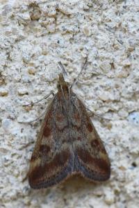 <i>Pyrausta despicata</i>
