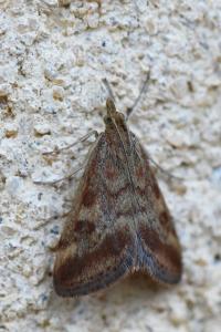 <i>Pyrausta despicata</i>