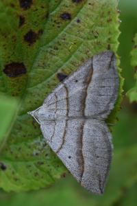 <i>Scotopteryx</i>