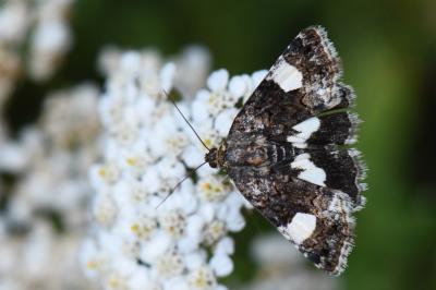 Noctuelle en deuil 