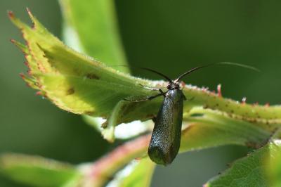 <i>Adela reaumurella</i>