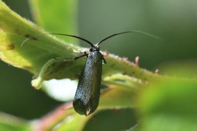 <i>Adela reaumurella</i>