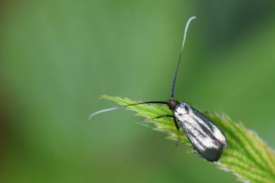 <i>Adela reaumurella</i>