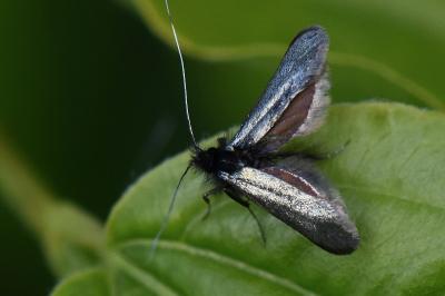 <i>Adela reaumurella</i>