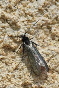 <i>Adela reaumurella</i>
