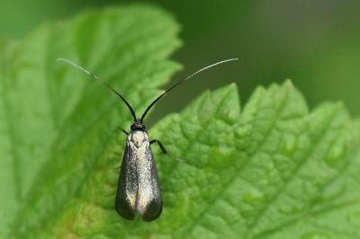 <i>Adela reaumurella</i>