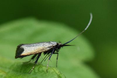 <i>Adela reaumurella</i>