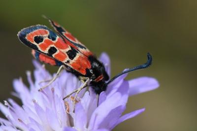 Zygène de la Petite coronille 