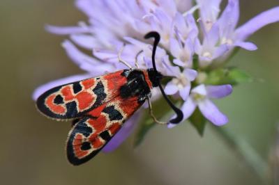 Zygène de la Petite coronille 