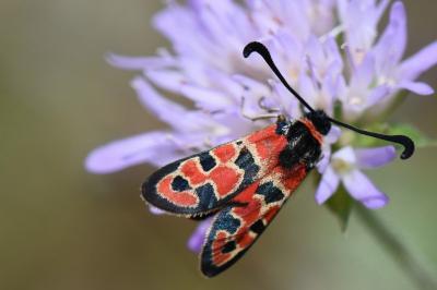 Zygène de la Petite coronille 