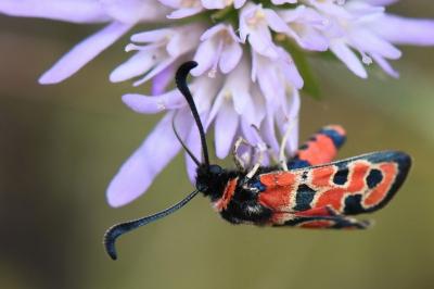 Zygène de la Petite coronille 