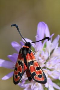 Zygène de la Petite coronille 