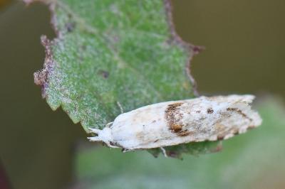 <i>Cochylimorpha</i>