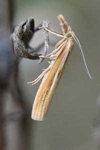<i>Agriphila tristella</i>