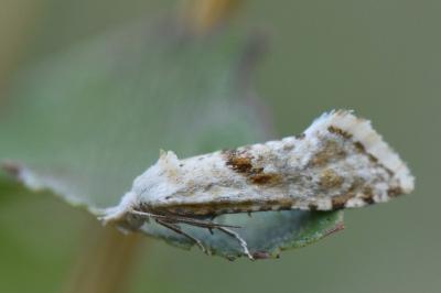 <i>Cochylimorpha</i>