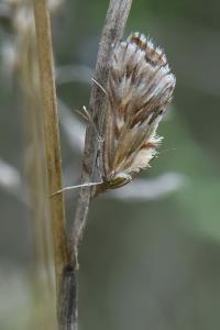 <i>Cynaeda dentalis</i>