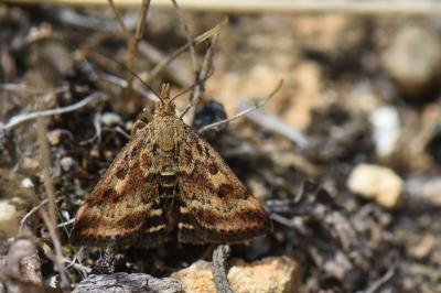 <i>Pyrausta despicata</i>