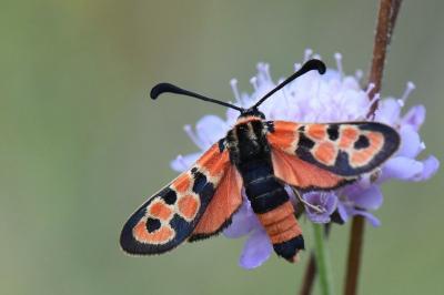 Zygène de la Petite coronille 