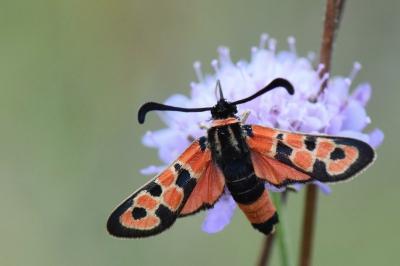 Zygène de la Petite coronille 