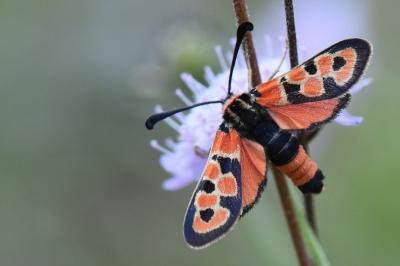 Zygène de la Petite coronille 