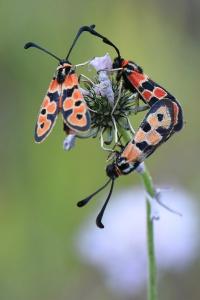 Zygène de la Petite coronille 