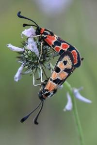 Zygène de la Petite coronille 