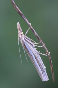 <i>Agriphila tristella</i>