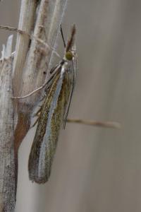 <i>Agriphila tristella</i>
