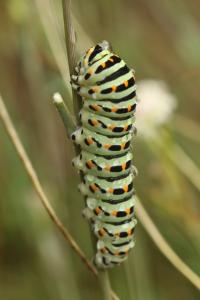 Machaon 