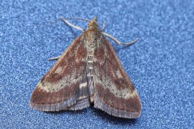 <i>Pyrausta despicata</i>