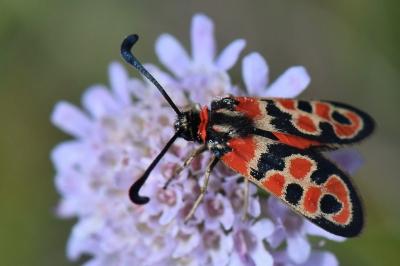Zygène de la Petite coronille 