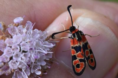 Zygène de la Petite coronille 