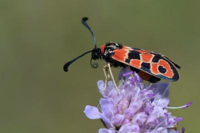 Zygène de la Petite coronille 