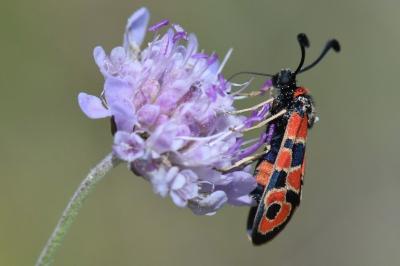 Zygène de la Petite coronille 