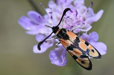 Zygène de la Petite coronille 