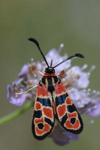 Zygène de la Petite coronille 