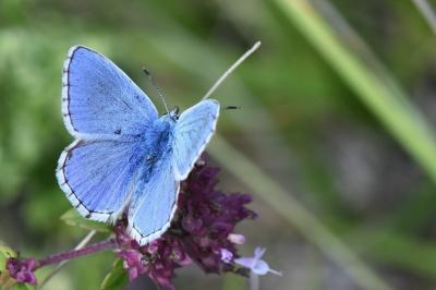Lysandra bellargus