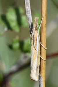 <i>Agriphila tristella</i>