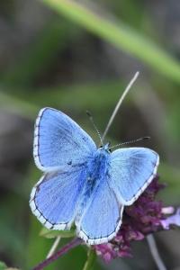 Azuré bleu-céleste 
