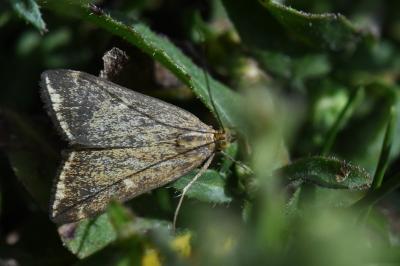Loxostege sticticalis