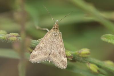<i>Pyrausta despicata</i>