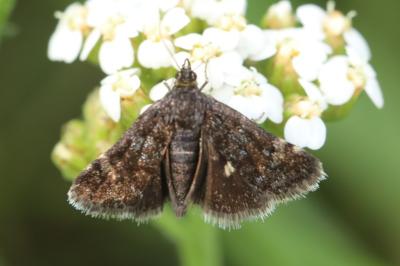 <i>Heliothela wulfeniana</i>