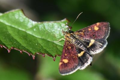 <i>Pyrausta aurata</i>
