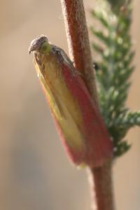 <i>Oncocera semirubella</i>