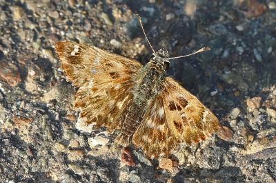 <i>Carcharodus alceae alceae</i>