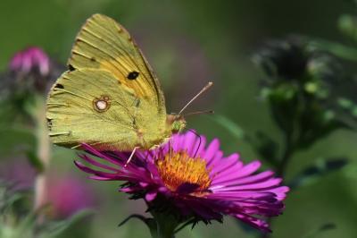 Colias crocea