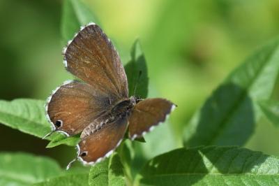 Brun du pélargonium 