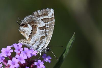 Brun du pélargonium 