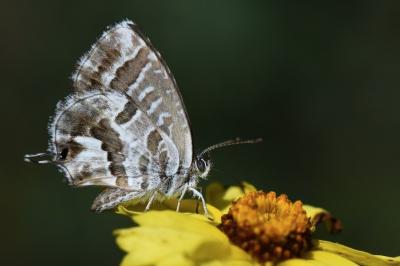 Brun du pélargonium 